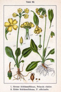 320px-primula_spp_sturm62.jpg