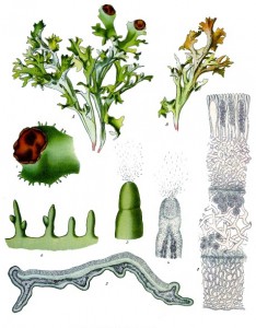 cetraria_islandica_-_kohler---s_medizinal-pflanzen-032.jpg