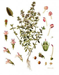 thymus_vulgaris_-_kohler---s_medizinal-pflanzen-271.jpg