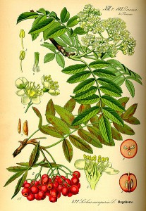 415px-illustration_sorbus_aucuparia0.jpg