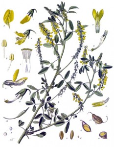 melilotus_officinalis_-_kohler---s_medizinal-pflanzen-093.jpg
