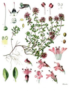 thymus_serpyllum_-_kohler---s_medizinal-pflanzen-138.jpg
