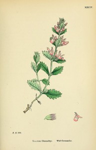 462px-teucrium_chamaedrys_-_english_botany-_or-_coloured_figures_of_british_plants_-_vol._7_-_t._1094.jpg