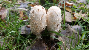 coprinus_comatus_168234029.jpg