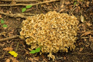 20210627polyporus_umbellatus5--1-.jpg