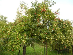 apple_tree-_frystak_-4-.jpg
