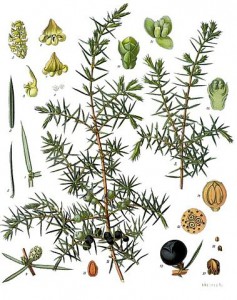 379px-juniperus_communis_-_kohler---s_medizinal-pflanzen-082.jpg