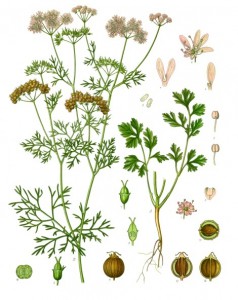 coriandrum_sativum_-_kohler---s_medizinal-pflanzen-193.jpg