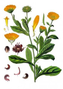 calendula_officinalis_-_kohler---s_medizinal-pflanzen-024.jpg